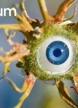 食虫植物种植园与奴隶蚂蚁