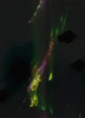 Delicacies of Molten Horror Synapse