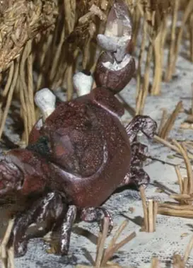 日本老故事：猿与蟹